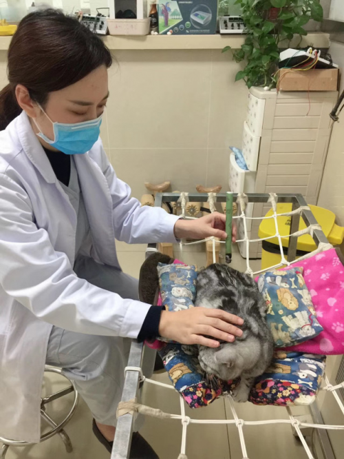 欧洲杯买球：吃紧从事犬猫养分及宠物食物的教授与琢磨职业